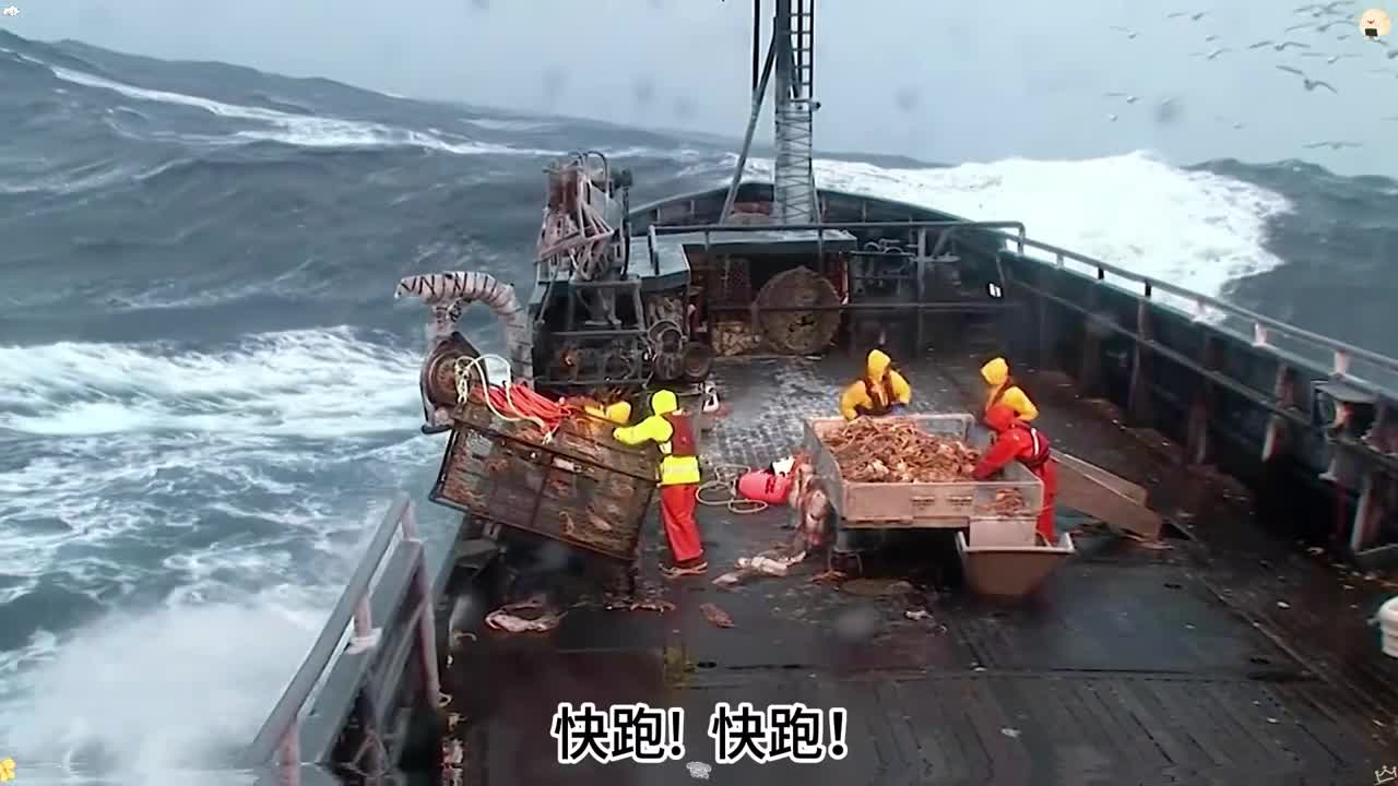 船员们在海上历经千辛万苦就是为了捕捞价值不菲的帝王蟹