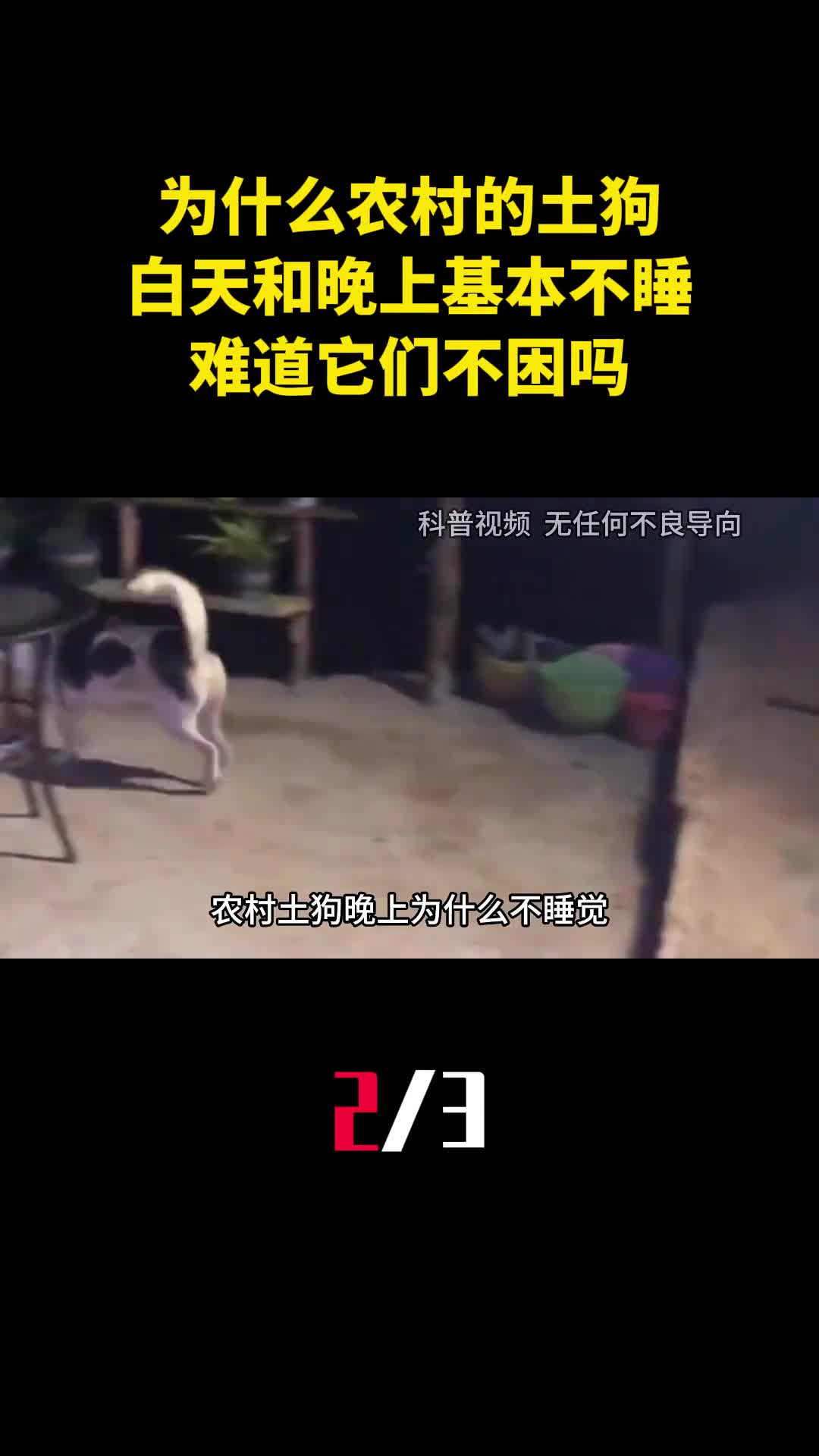 为什么农村的土狗白天和晚上基本不睡难道它们不困吗2