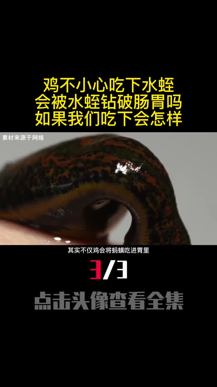 鸡不小心吃下水蛭会被水蛭钻破肠胃吗如果我们吃下会怎样3