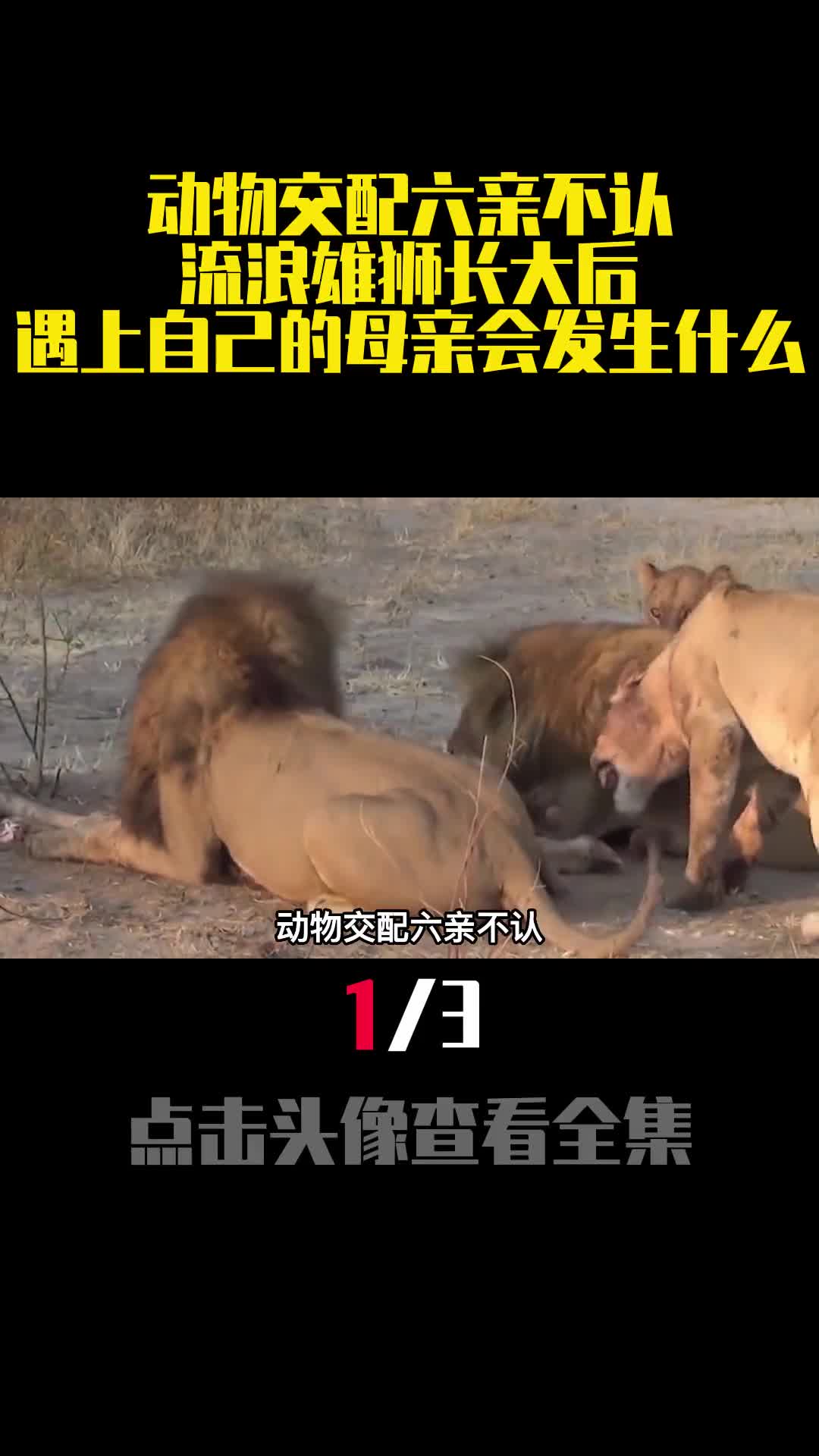 动物交配六亲不认流浪雄狮长大后遇上自己的母亲会发生什么1