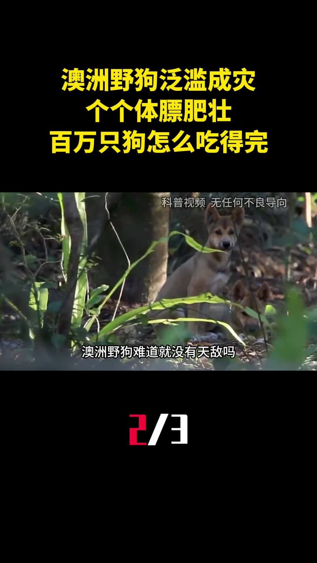 澳洲300万野狗泛滥成灾个个体膘肥壮百万只狗怎么吃得完2