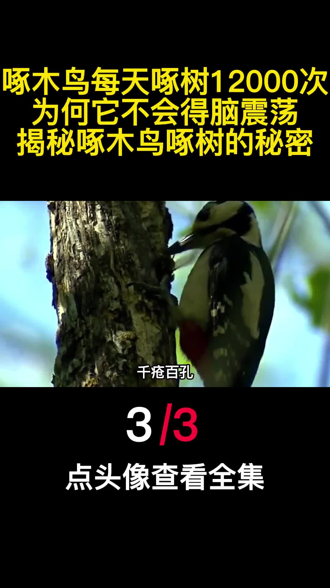 啄木鸟每天啄树12000次为何它不会得脑震荡揭秘啄木鸟啄树的秘密3