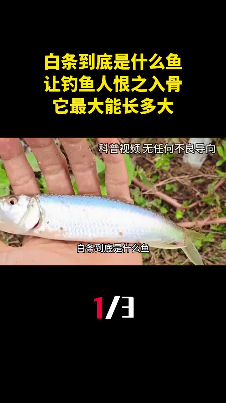 白条到底是什么鱼为什么让钓鱼人恨之入骨它最大能长多大1