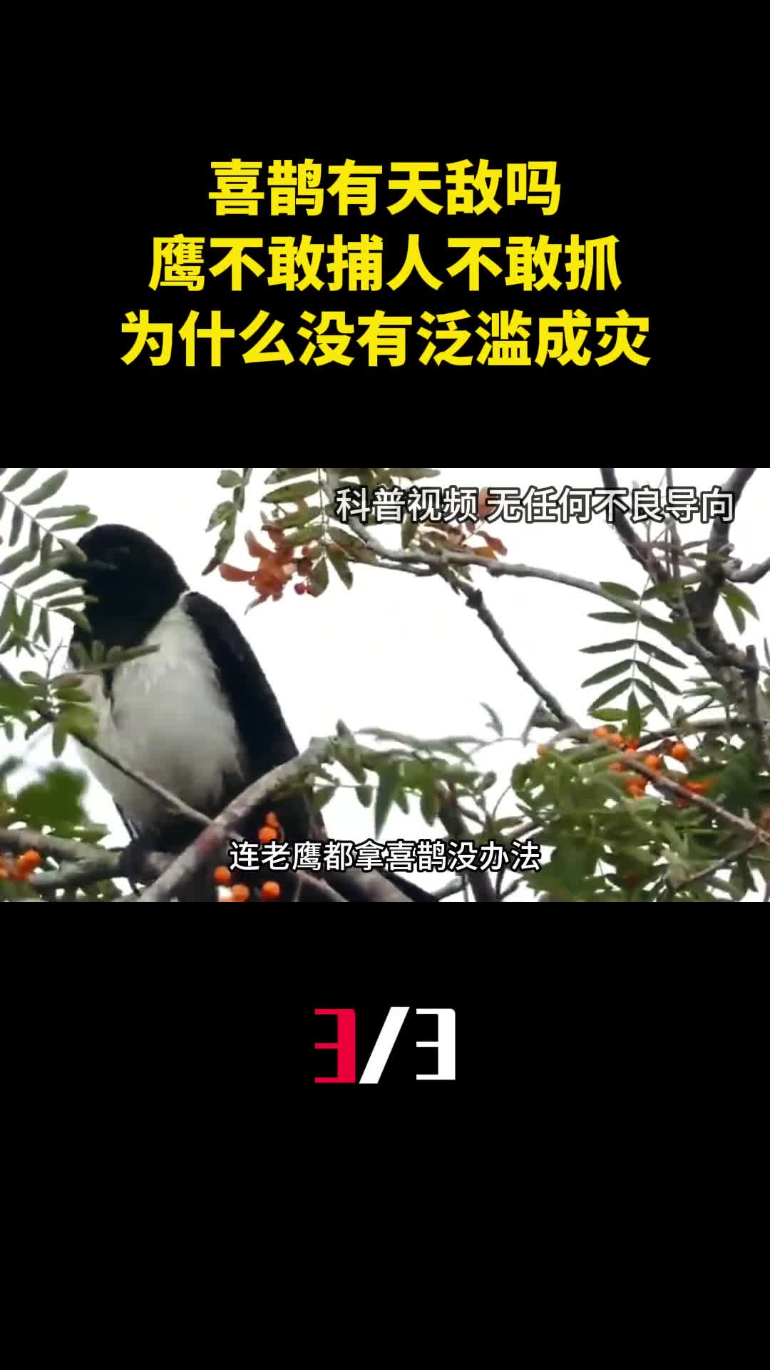 喜鹊有天敌吗鹰不敢捕人不敢抓的喜鹊为什么没有泛滥成灾3