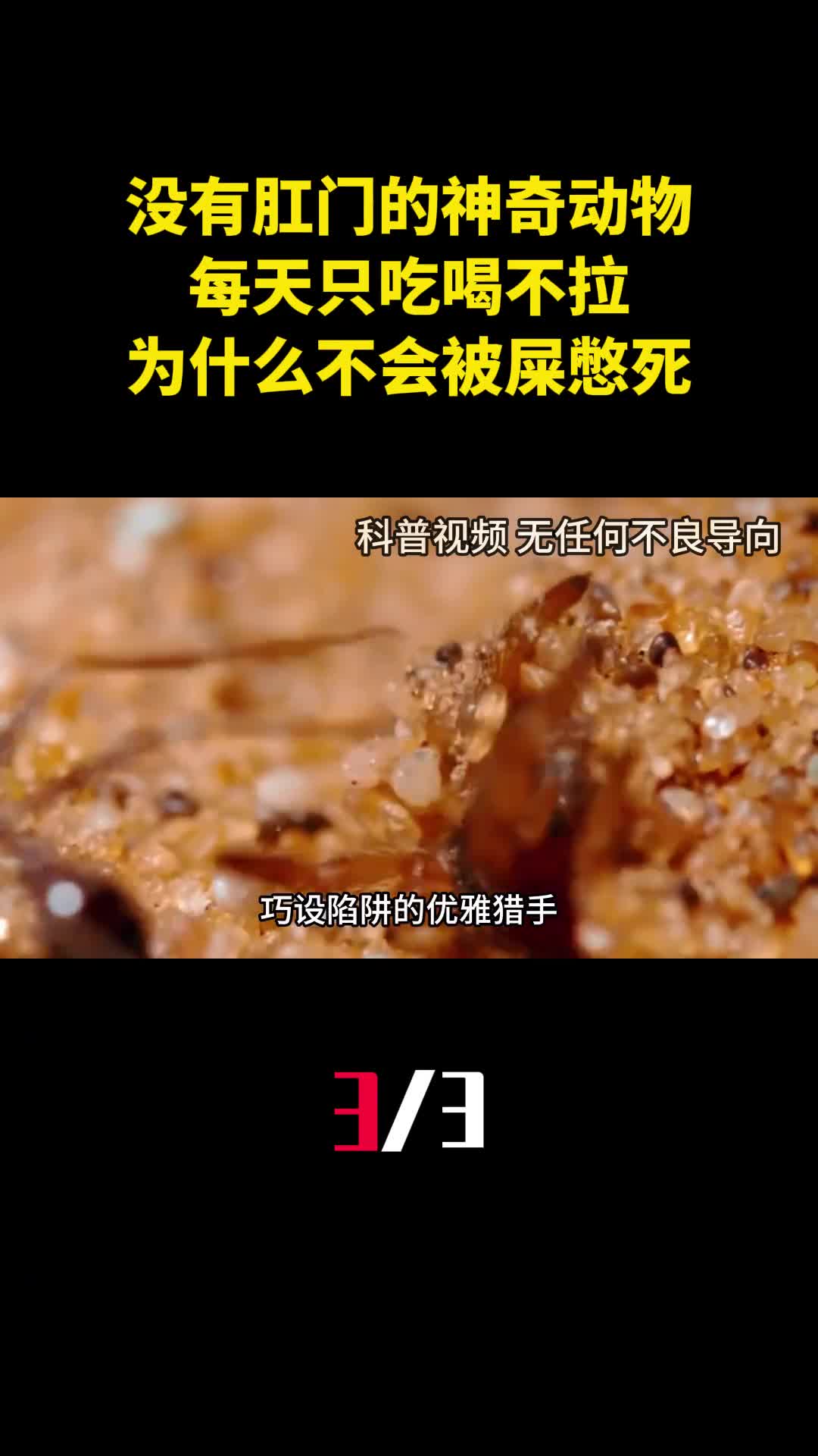 没有肛门的神奇动物每天只吃喝不拉为什么不会被屎憋死3