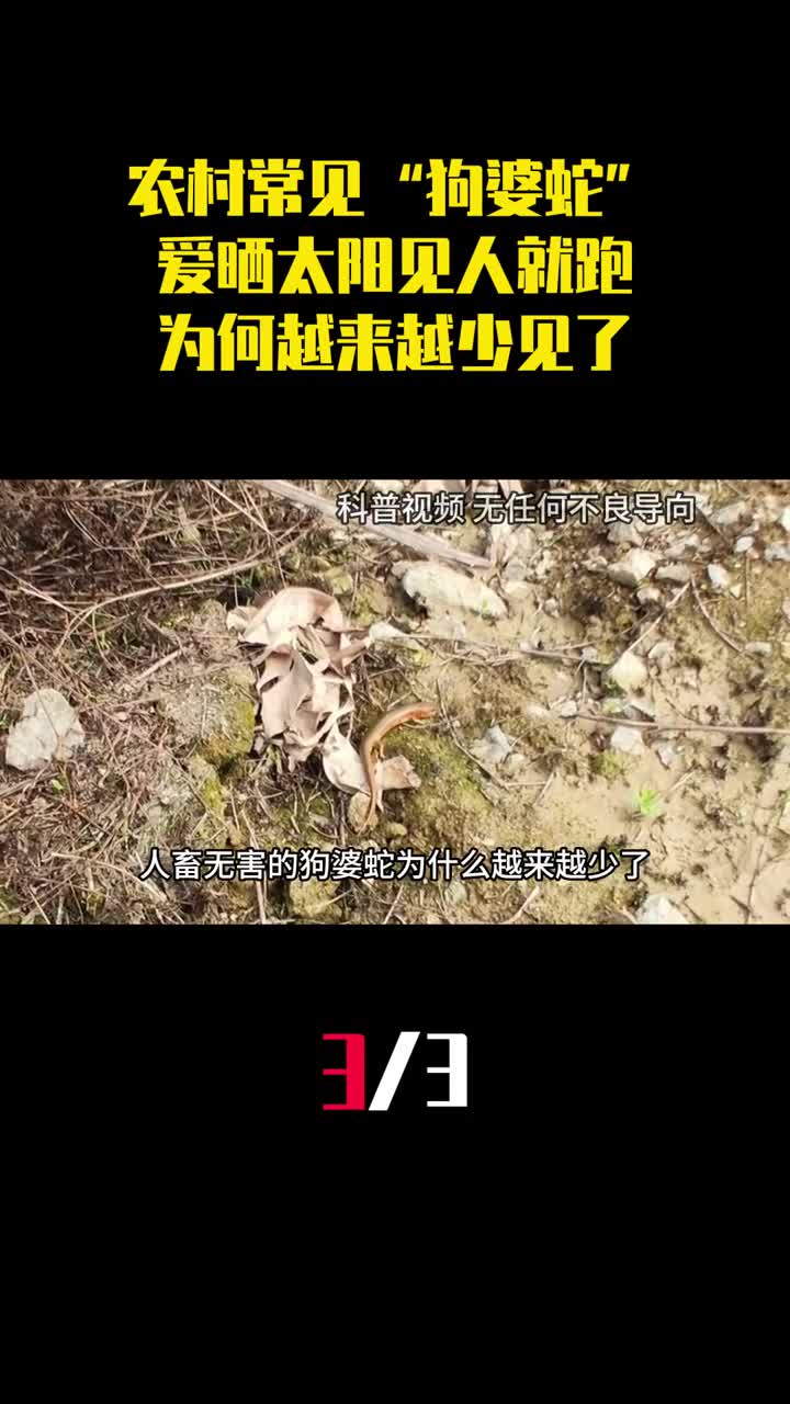 农村常见的狗婆蛇喜欢晒太阳见人就跑现在为何越来越少了3