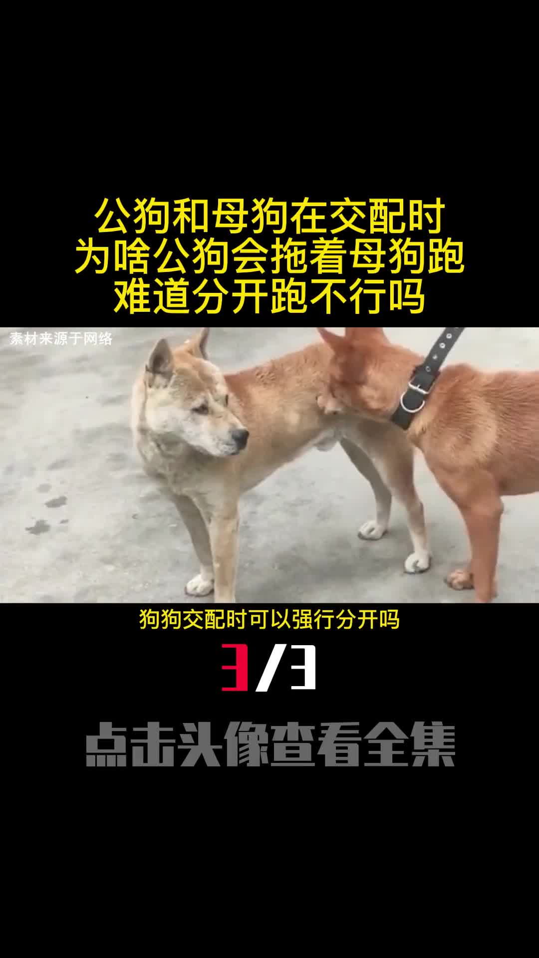 公狗和母狗在交配时为啥公狗会拖着母狗跑难道分开跑不行吗3