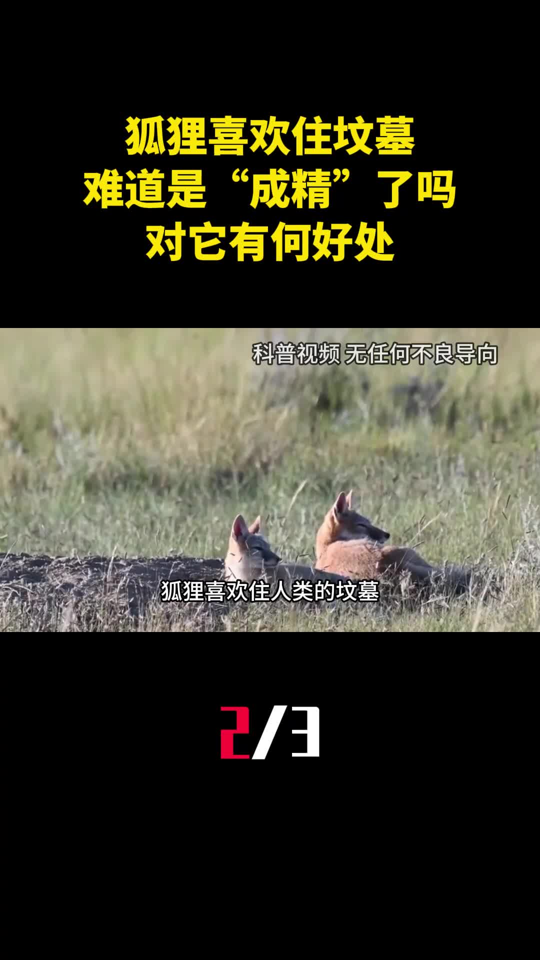 为什么狐狸喜欢住坟墓难道是成精了吗对它有何好处2