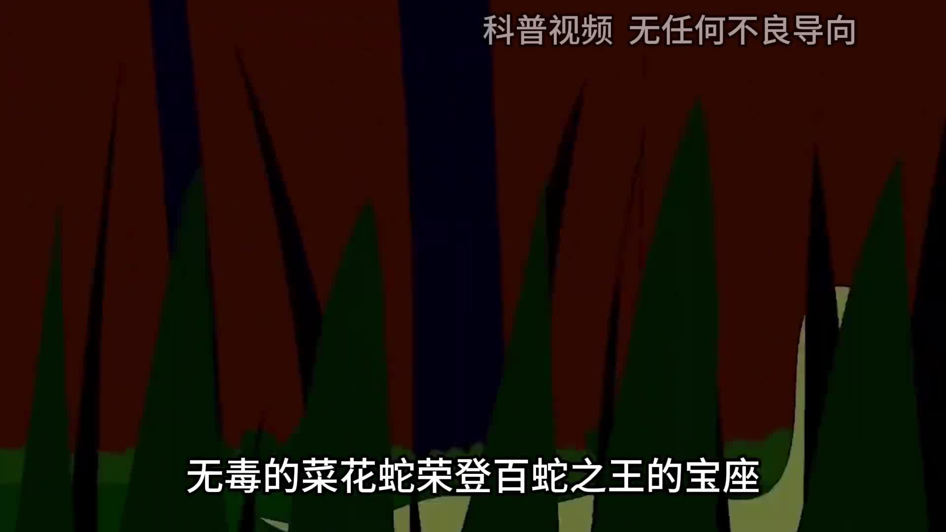 一里菜花蛇十里无毒蛇无毒的菜花蛇凭啥成为百蛇之王3