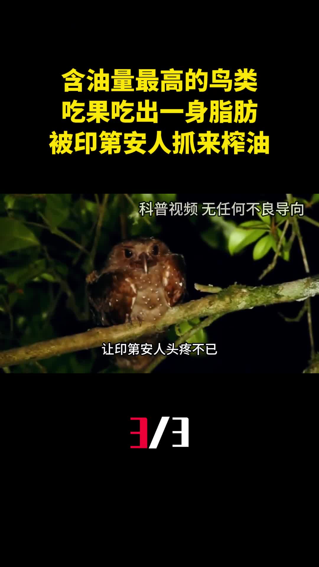 含油量最高的鸟类吃果吃出一身脂肪被印第安人抓来榨油3