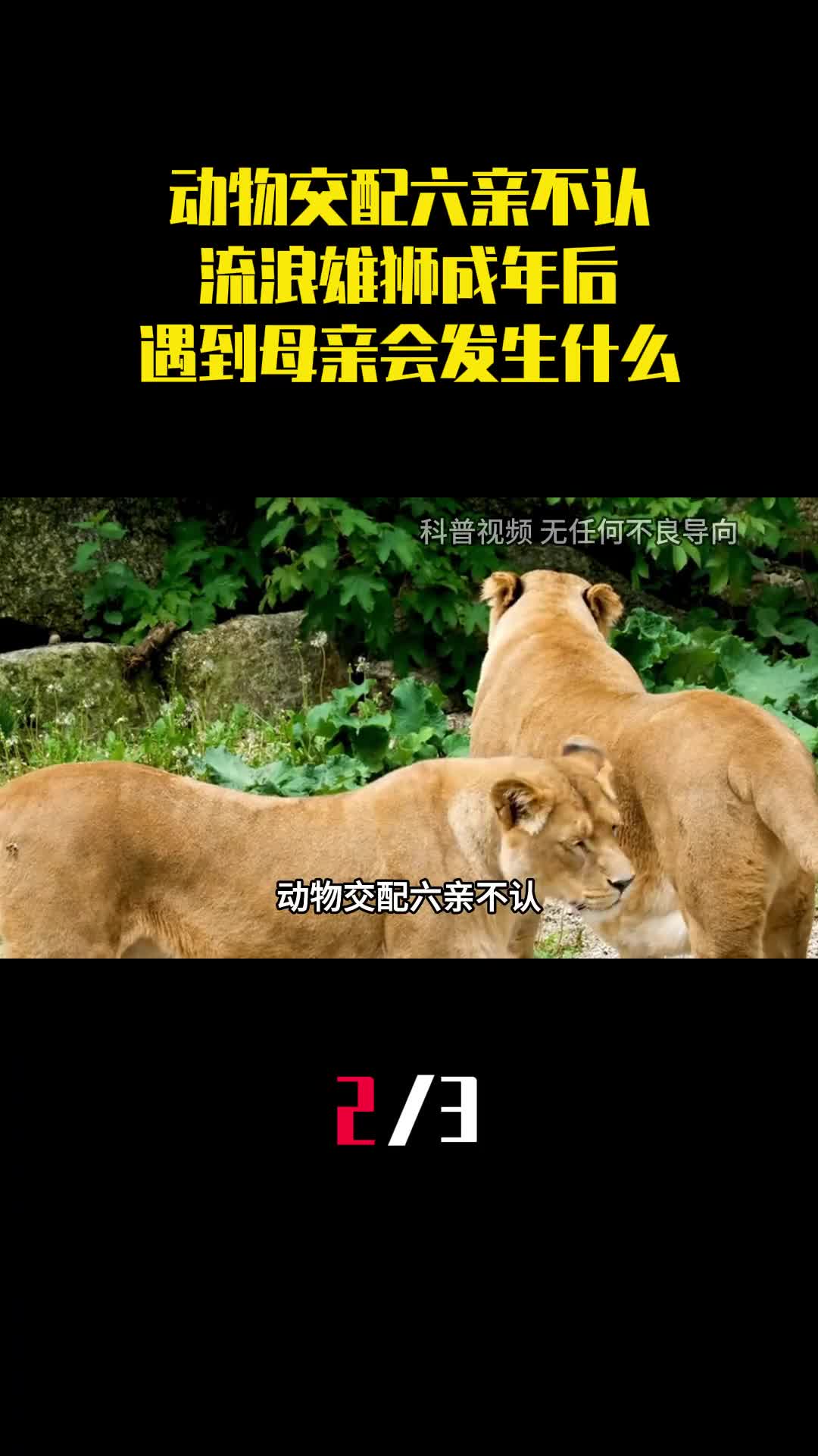 动物交配六亲不认流浪雄狮成年后遇到母亲会发生什么2