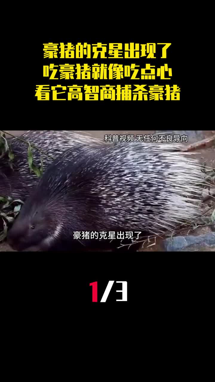 豪猪的克星出现了吃豪猪就像吃点心看它如何高智商捕杀豪猪1