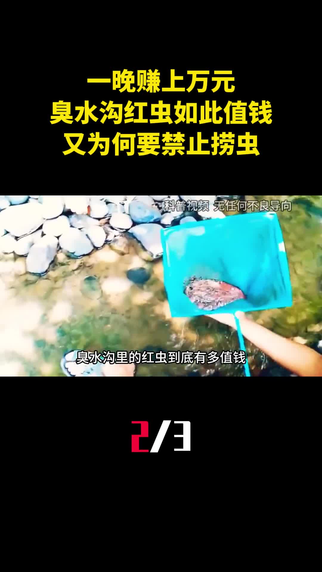 一晚赚上万元为啥臭水沟里的红虫如此值钱又为何要禁止捞虫2