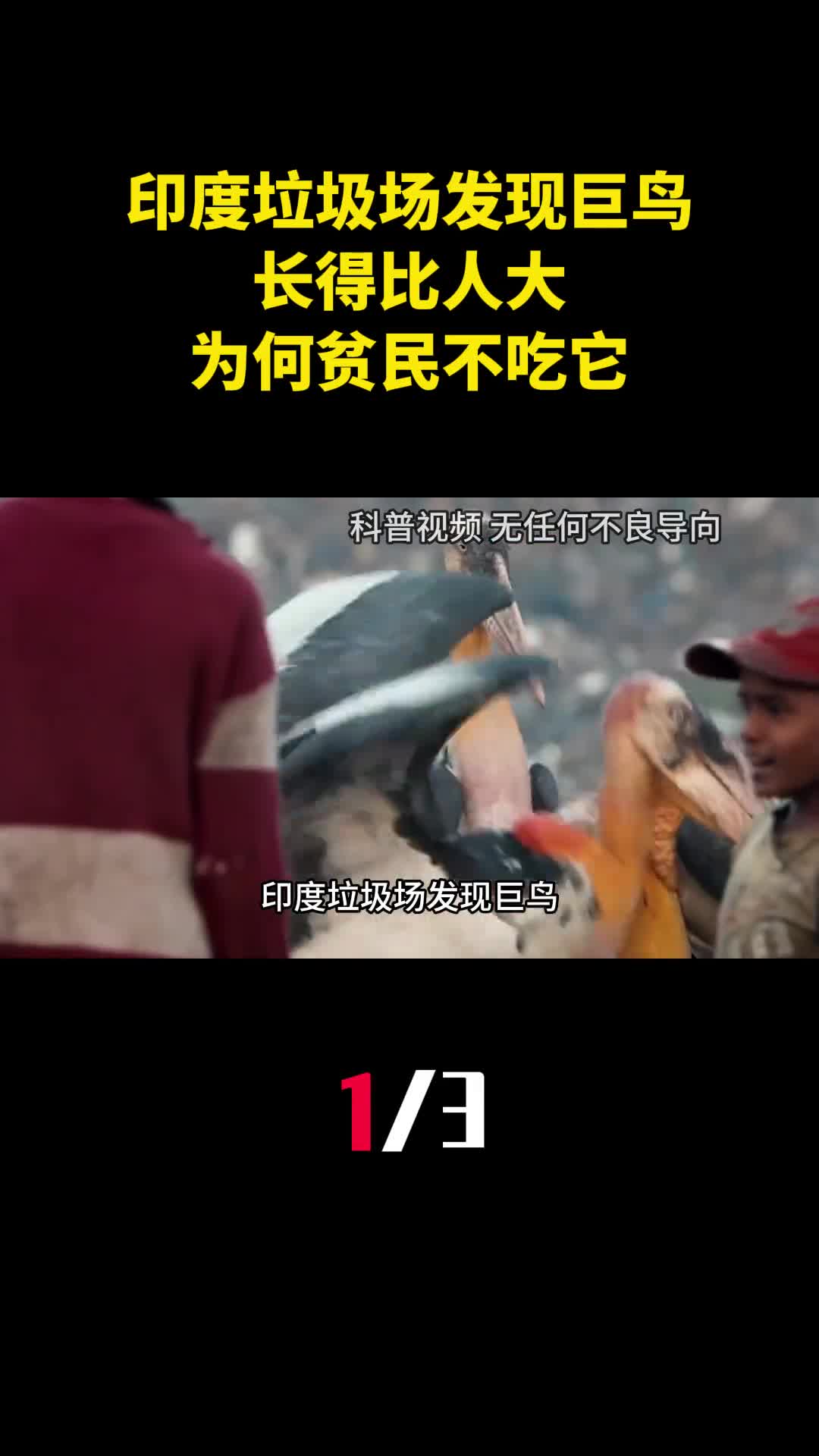 印度垃圾场发现巨鸟长得比人大为何贫民宁愿捡垃圾也不吃它1