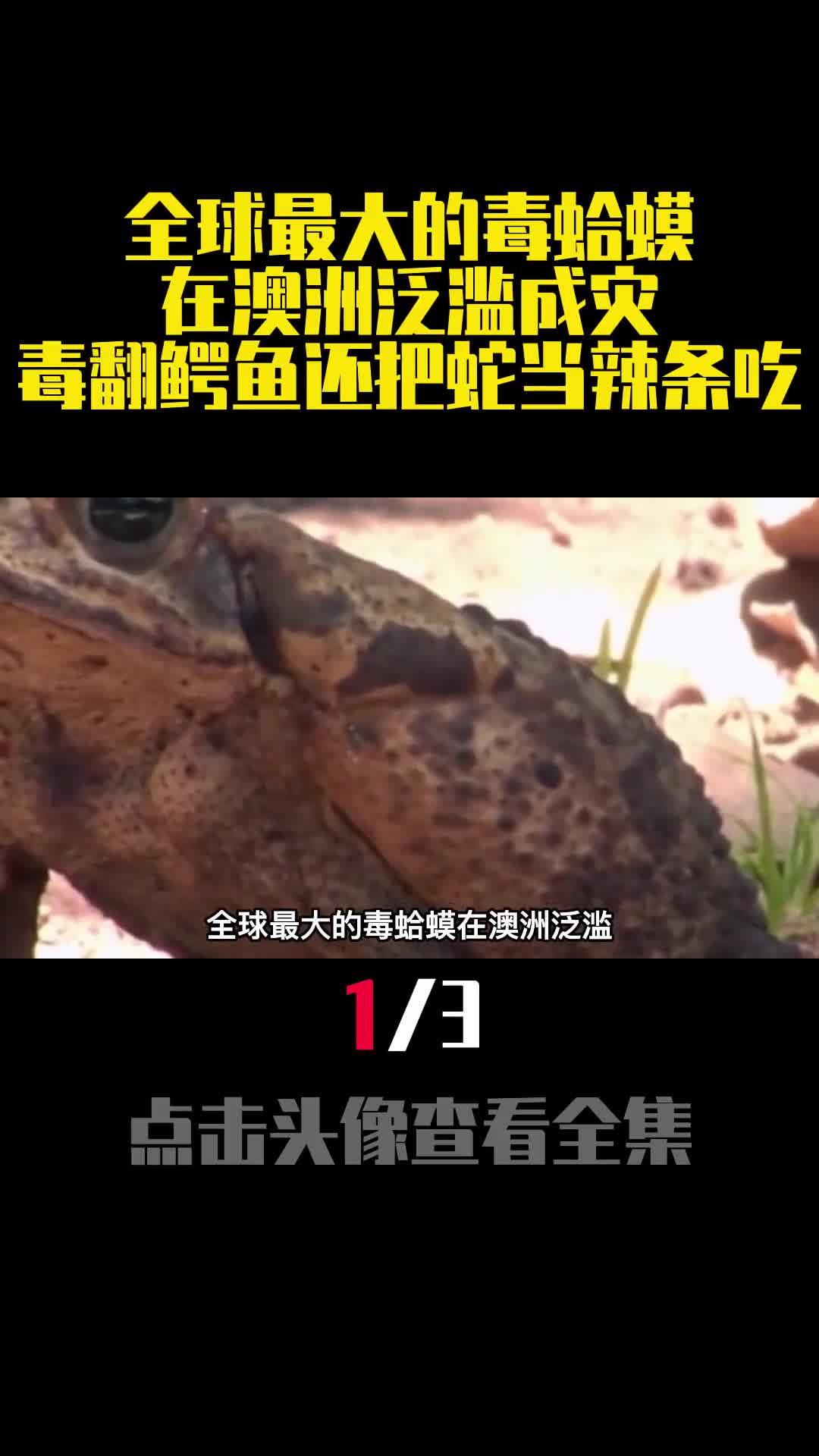 全球最大的毒蛤蟆在澳洲泛滥成灾毒翻鳄鱼还把蛇当辣条吃1