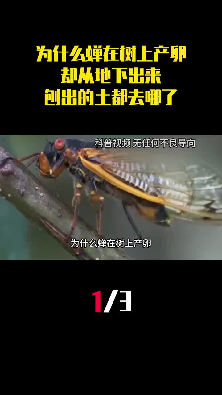 为什么蝉在树上产卵却从地下出来刨出的土都去哪了1
