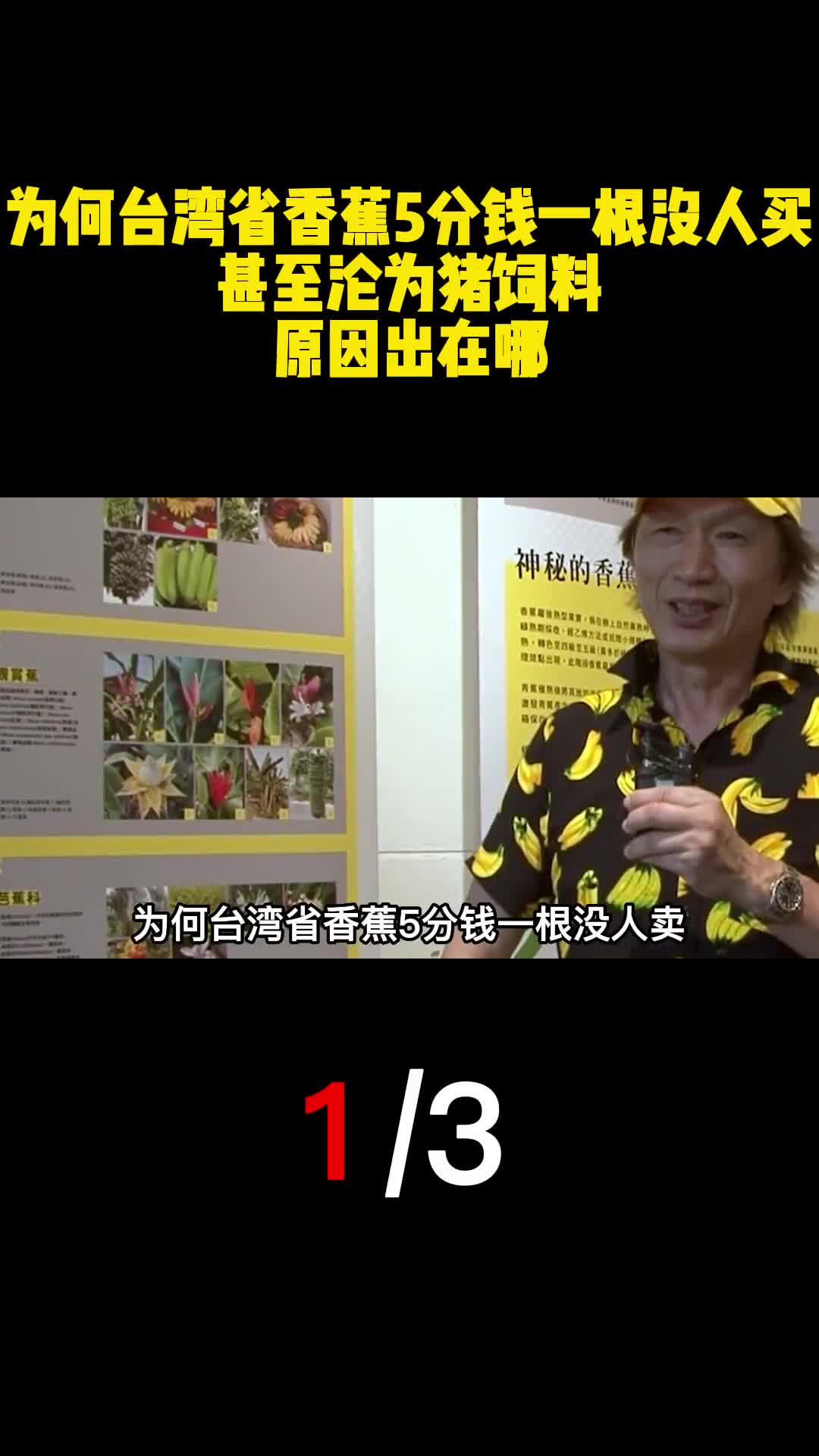 为何台湾省香蕉5分钱一根没人买甚至沦为猪饲料原因出在哪1