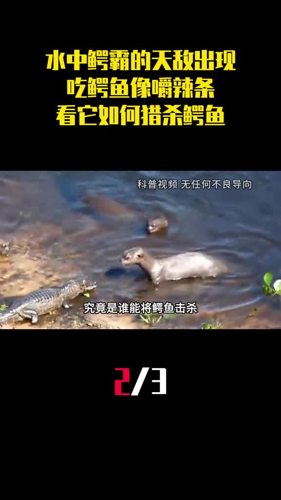 水中鳄霸的天敌出现了吃鳄鱼像嚼辣条看它如何猎杀鳄鱼2