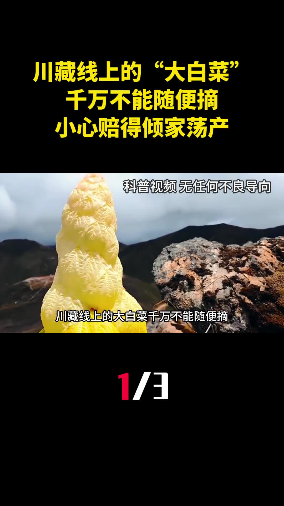 川藏线上的大白菜千万不能随便摘小心赔得倾家荡产1
