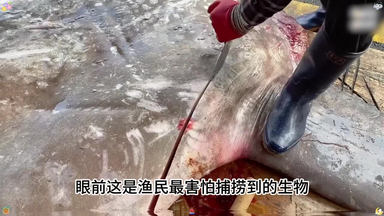 你知道为什么金枪鱼体内没有寄生虫吗