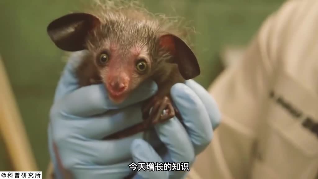 没人相信它存在的十种生物没几个朋友认识二