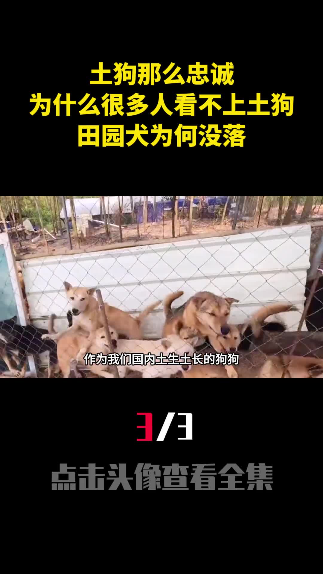 土狗那么忠诚为什么很多人看不上土狗田园犬为何没落3