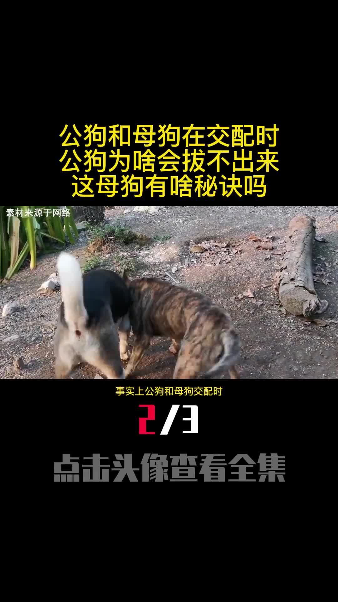 公狗和母狗在交配时公狗为啥会拔不出来这母狗有啥秘诀吗2