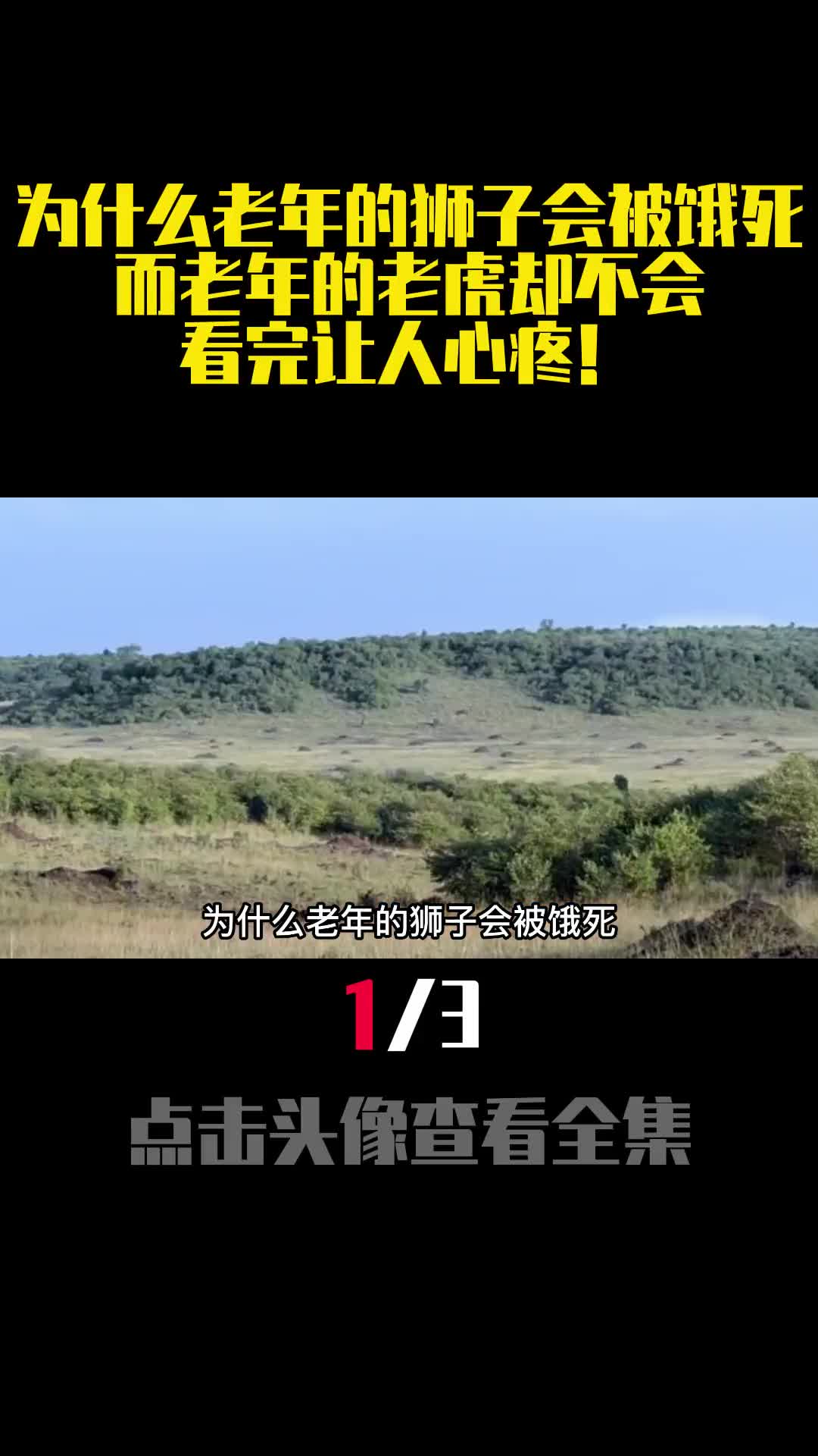 为什么老年的狮子会被饿死而老年的老虎却不会看完让人心疼