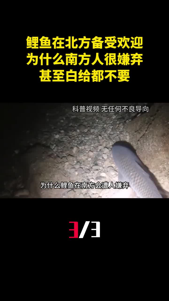 鲤鱼在北方备受欢迎为什么南方人很嫌弃甚至白给都不要3