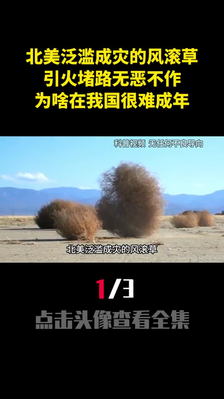 北美泛滥成灾的风滚草引火堵路无恶不作为啥在我国很难成年1