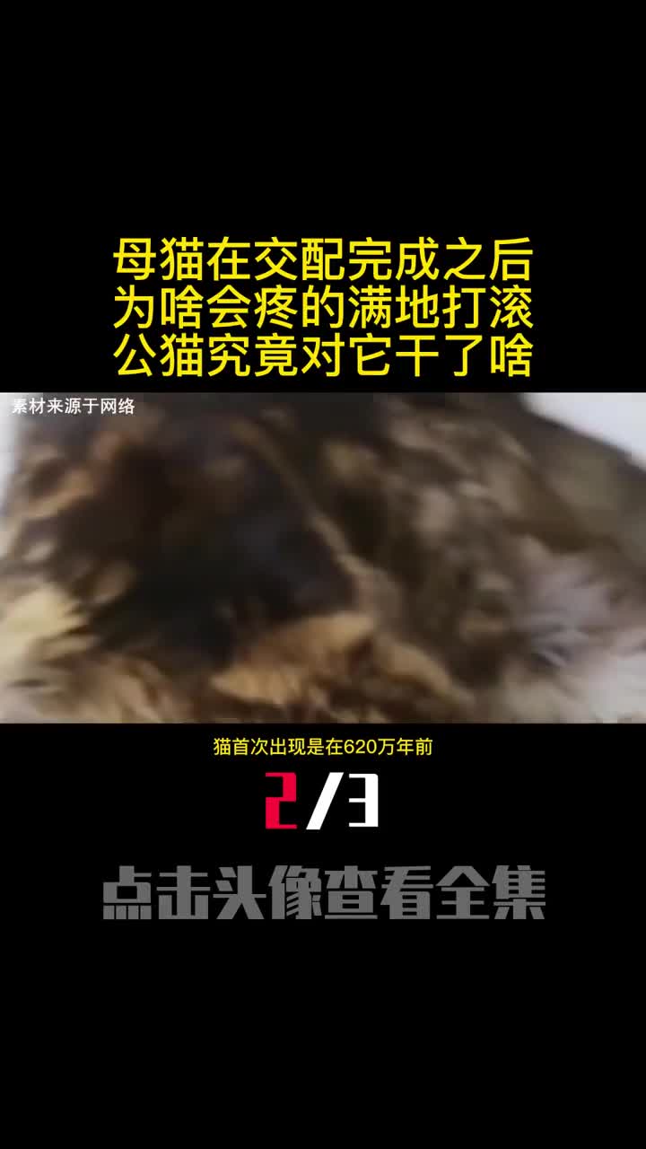 母猫在交配完成之后为啥会疼的满地打滚公猫究竟对它干了啥2