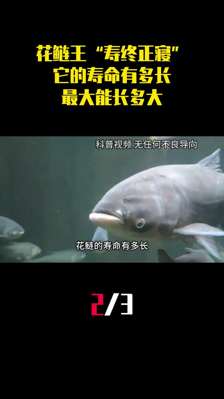 湖北巨型花鲢王寿终正寝它的寿命有多长最大能长多大2