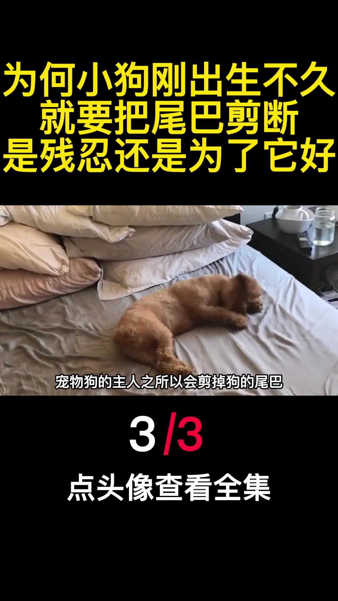 为何小狗刚出生不久就要把尾巴剪断是残忍还是为了它好3