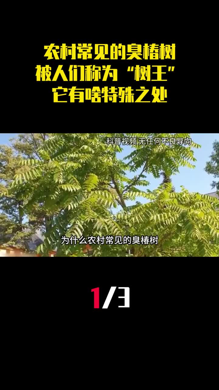 为什么农村常见的臭椿树被人们称为树王它有啥特殊之处1