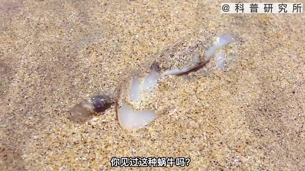 没眼睛而且还会冲浪的蜗牛你见过吗