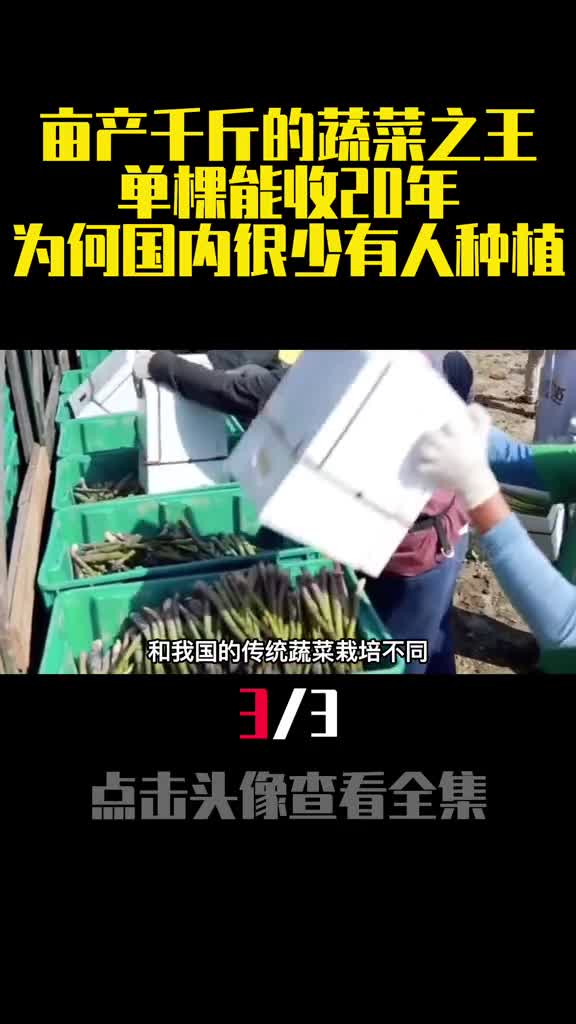 亩产千斤的蔬菜之王单棵能收20年为何国内很少有人种植3