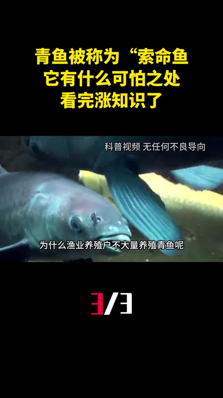 青鱼为何被称为索命鱼它有什么可怕之处看完涨知识了3