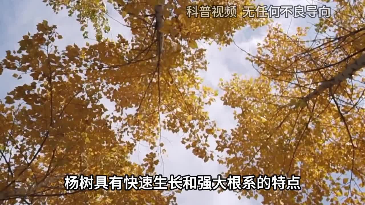 杨树的危害到底有多大曾经大量引进种植如今为何不种了3