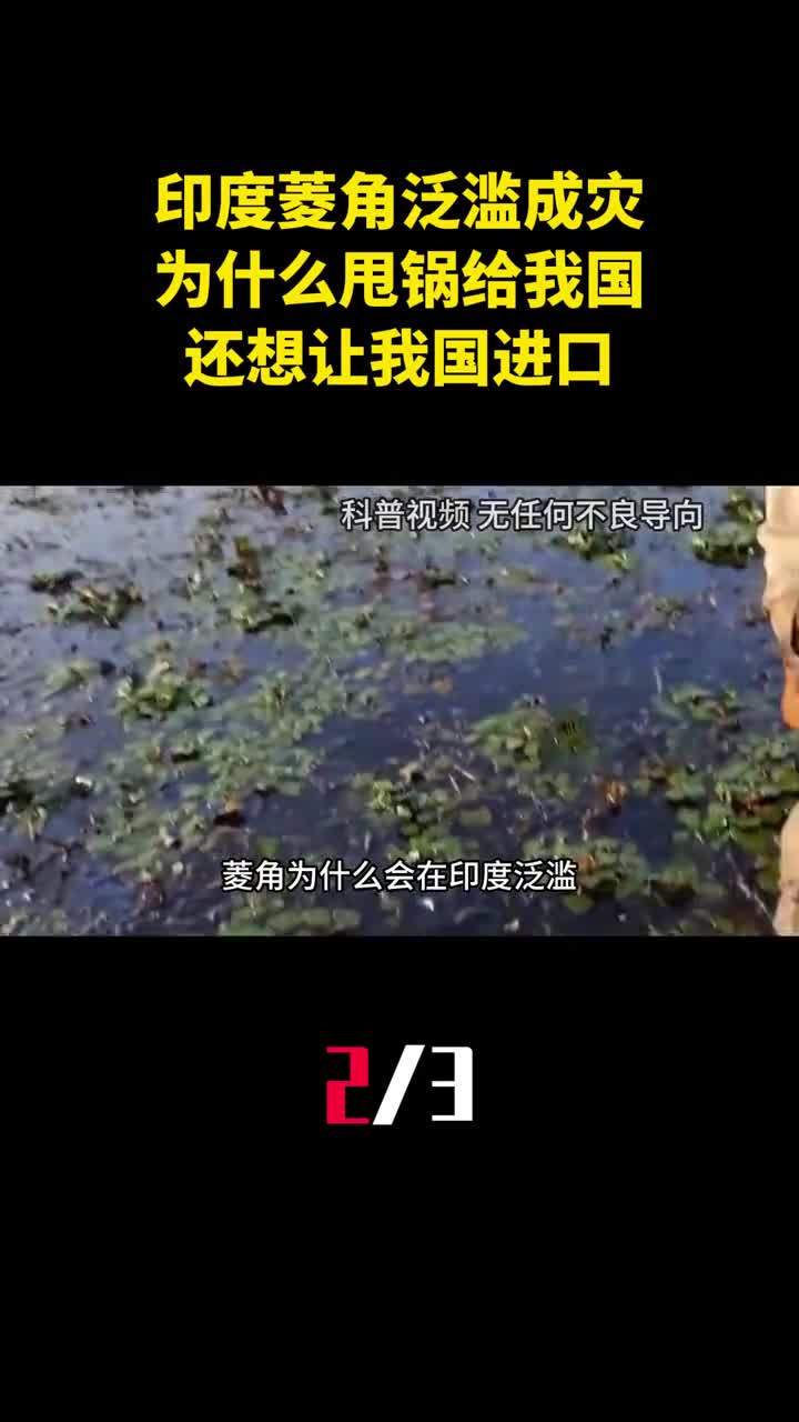 印度菱角泛滥成灾为什么甩锅给我国还想让我国进口2