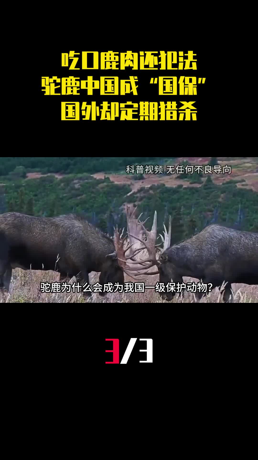 吃口鹿肉还犯法为啥驼鹿中国成国保国外却定期猎杀3