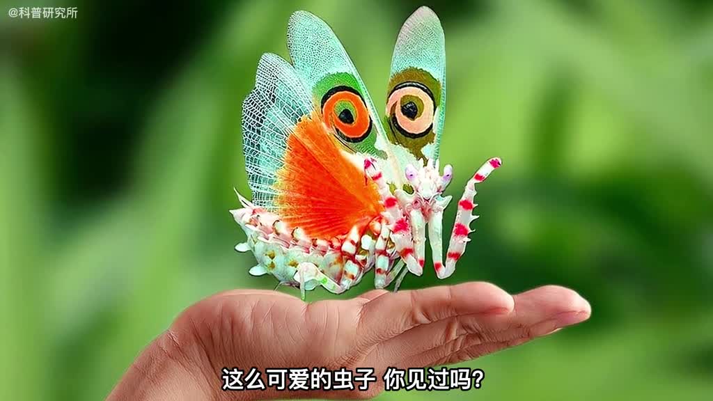 连女孩子都喜欢的昆虫你见过它们吗一