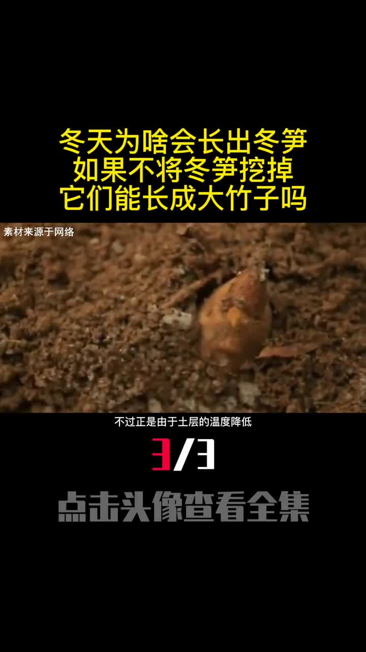 冬天为啥会长出冬笋如果不将冬笋挖掉它们能长成大竹子吗3