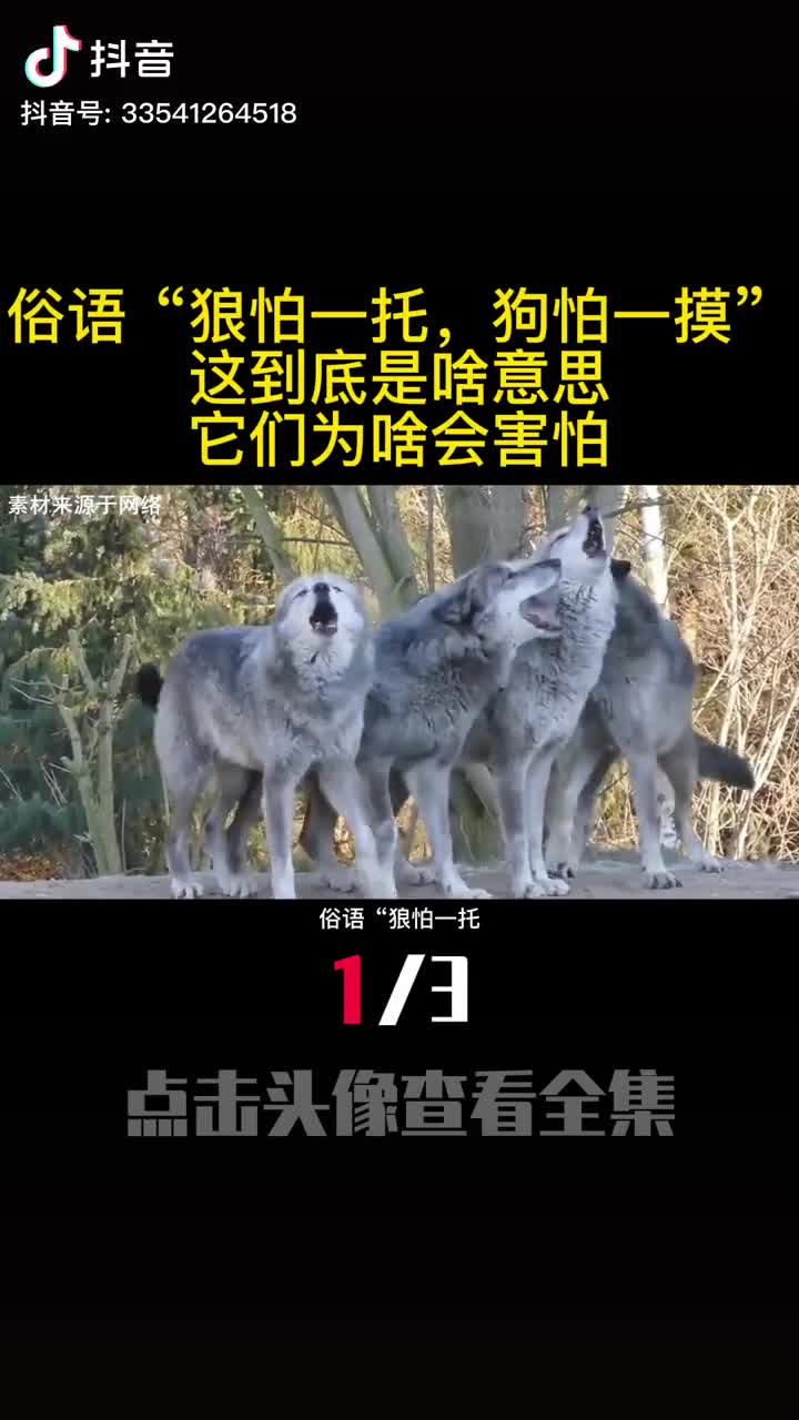 俗语狼怕一托狗怕一摸这到底是啥意思它们为啥会害怕1