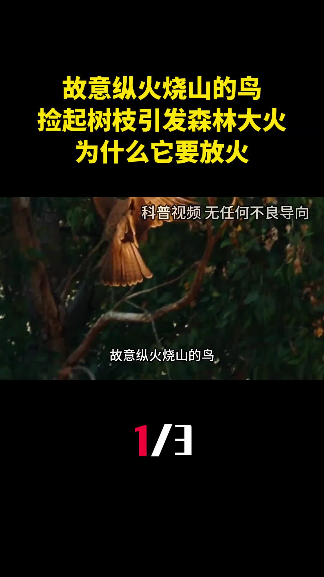 故意纵火烧山的鸟捡起树枝引发森林大火为什么它要放火1