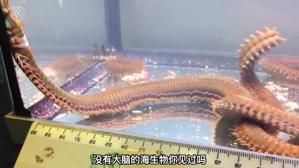 没有大脑和没有眼睛的生物居然还这么可怕二