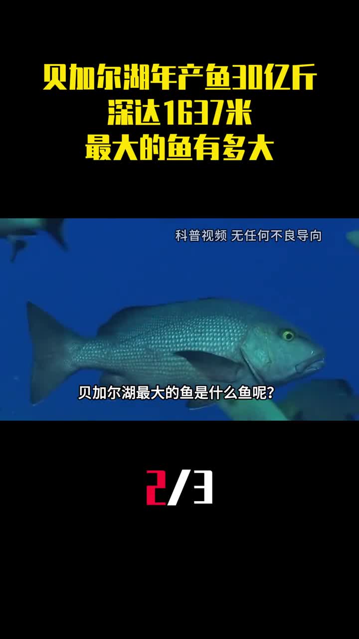 年产鱼30亿斤深达1637米贝加尔湖里最大的鱼有多大2