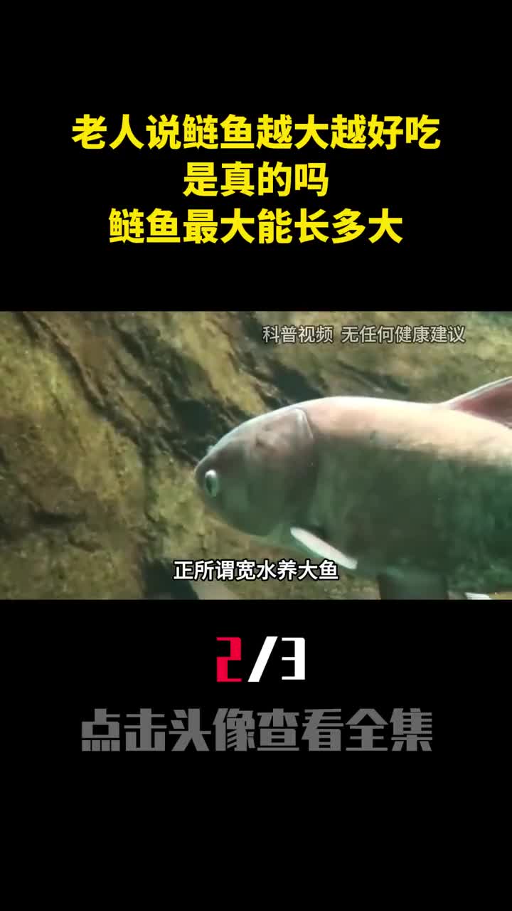 农村老人说鲢鱼越大越好吃是真的吗鲢鱼最大能长多大2