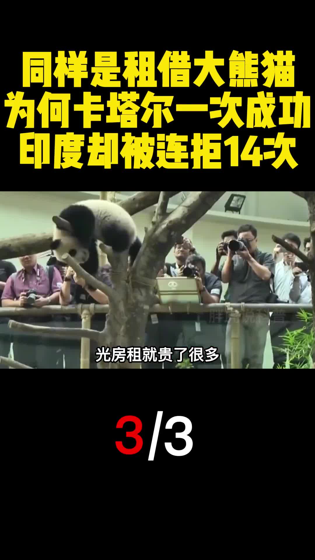 同样是租借大熊猫为何卡塔尔一次成功印度却被连拒14次3