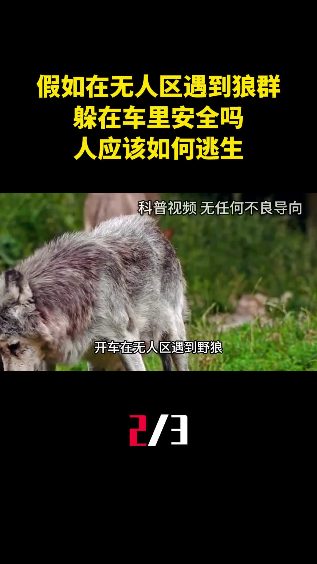 假如在无人区开车时遇到狼群躲在车里安全吗人应该如何逃生2