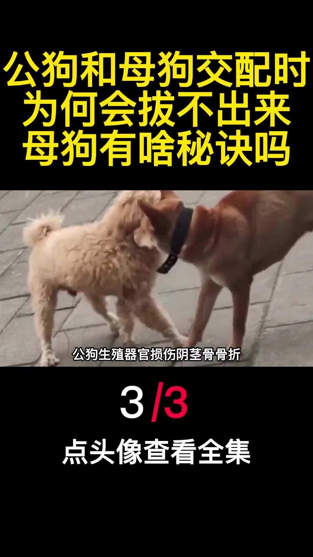 公狗和母狗交配时为何会拔不出来母狗有啥秘诀吗3